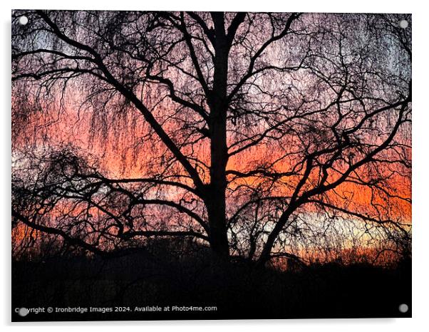 Sunset  Silhouette Acrylic by Ironbridge Images