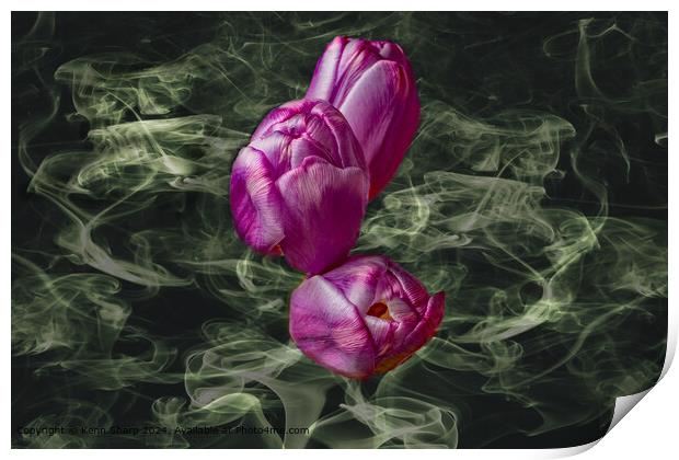 Red Tulip Still Life Mystery Print by Kenn Sharp
