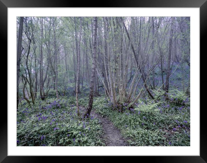 Bluebells and Ferns -Dryhill Nature Reserve Framed Mounted Print by Kate Lake