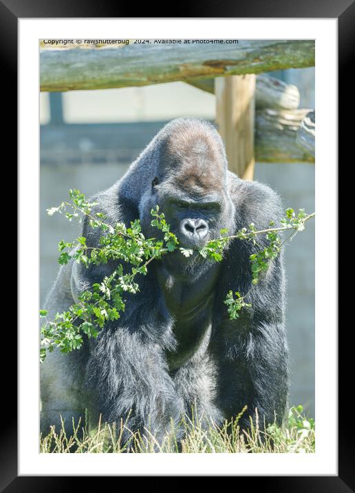 Serene Silverback Gorilla Wildlife Framed Mounted Print by rawshutterbug 