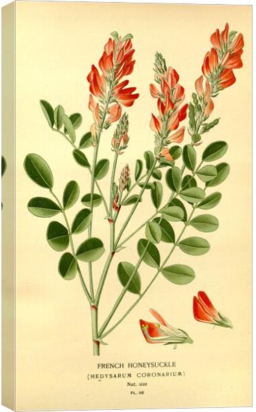 Vintage Botanical French Honeysuckle Hedysarum Cor Canvas Print by Fine Art Works