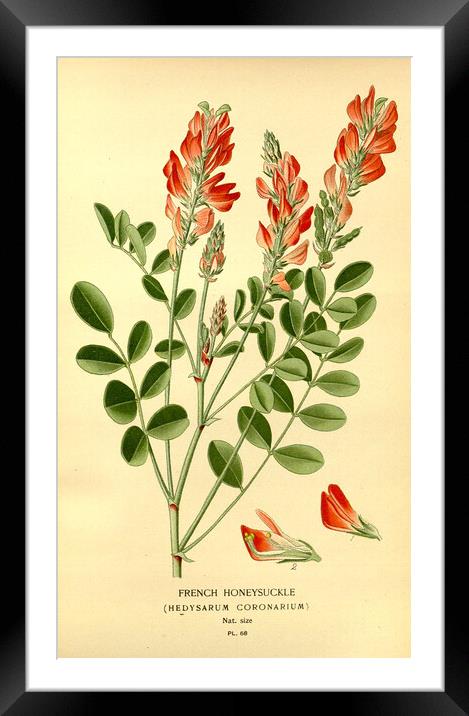 Vintage Botanical French Honeysuckle Hedysarum Cor Framed Mounted Print by Fine Art Works