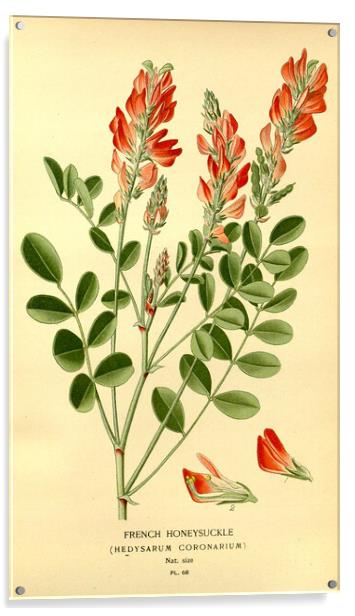 Vintage Botanical French Honeysuckle Hedysarum Cor Acrylic by Fine Art Works