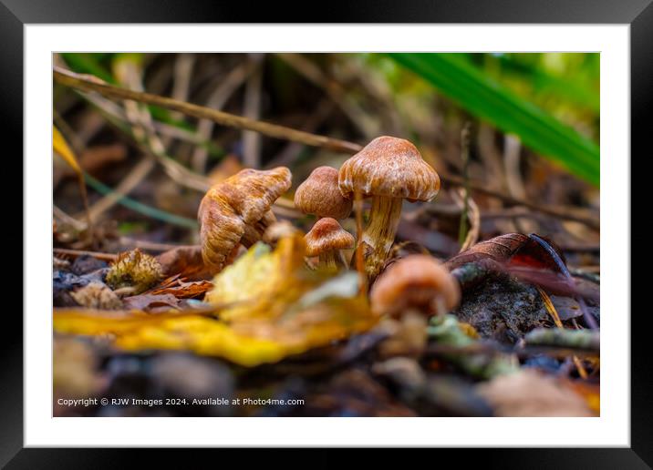Vibrant Mushrooms Bokeh Framed Mounted Print by RJW Images