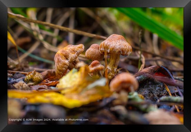 Vibrant Mushrooms Bokeh Framed Print by RJW Images