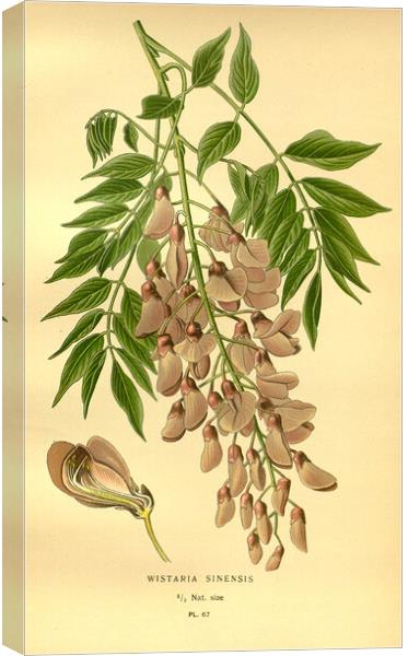 Vintage Wisteria Sinensis Botanical Floral Illustr Canvas Print by Fine Art Works