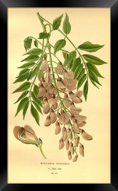 Vintage Wisteria Sinensis Botanical Floral Illustr Framed Print by Fine Art Works