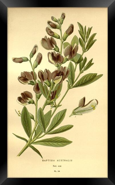 Vintage Baptisia Australis Botanical Floral Art Il Framed Print by Fine Art Works