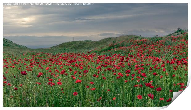 Field of Vibrant Red Poppies  Print by Tom McPherson