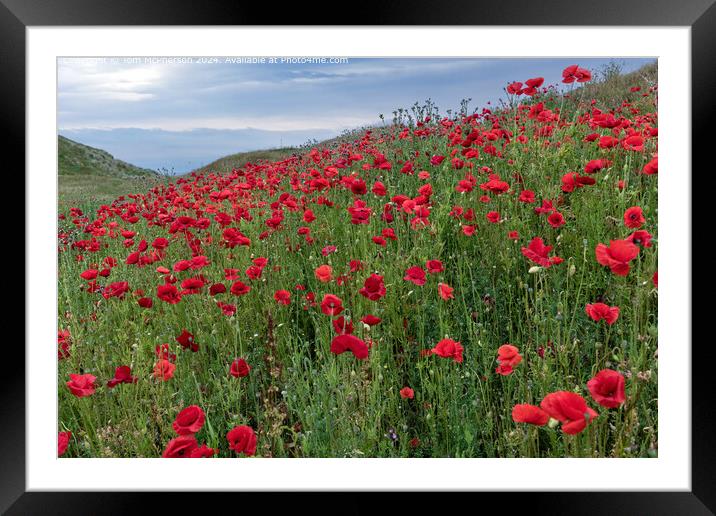 Vibrant Red Poppies Field Framed Mounted Print by Tom McPherson