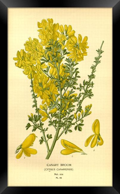 Vintage Floral Canary Broom Botanical Illustration Framed Print by Fine Art Works