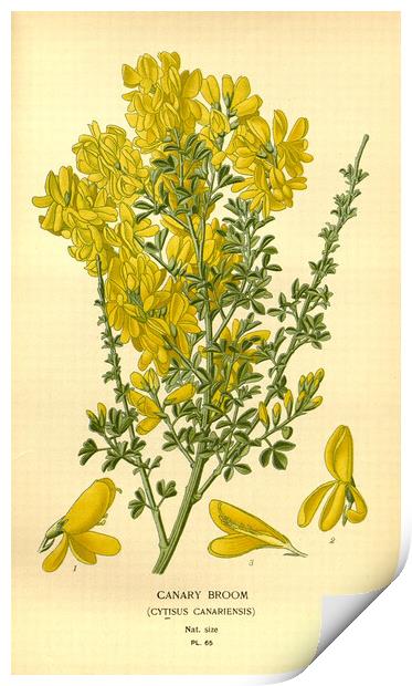 Vintage Floral Canary Broom Botanical Illustration Print by Fine Art Works