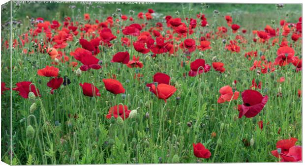 Vibrant Red Poppies in Burghead Canvas Print by Tom McPherson