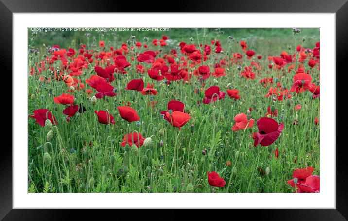 Vibrant Red Poppies in Burghead Framed Mounted Print by Tom McPherson