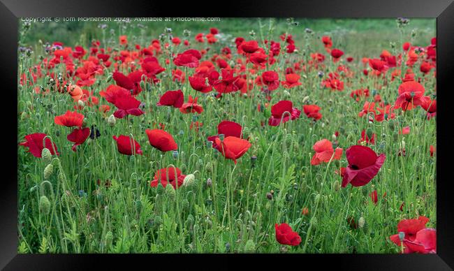 Vibrant Red Poppies in Burghead Framed Print by Tom McPherson