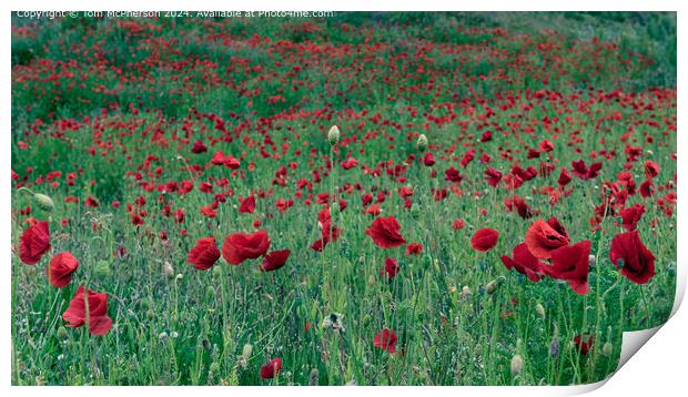 Vibrant Red Poppies in Field Print by Tom McPherson