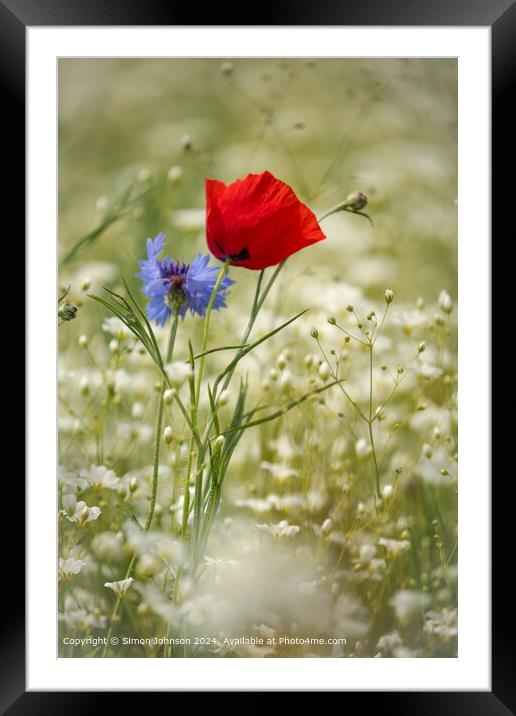 Wind-Blown Poppy and Cornflower in Cotswolds Framed Mounted Print by Simon Johnson