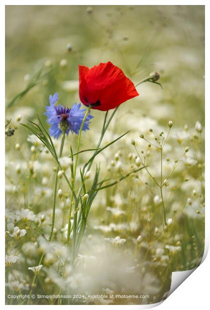 Wind-Blown Poppy and Cornflower in Cotswolds Print by Simon Johnson