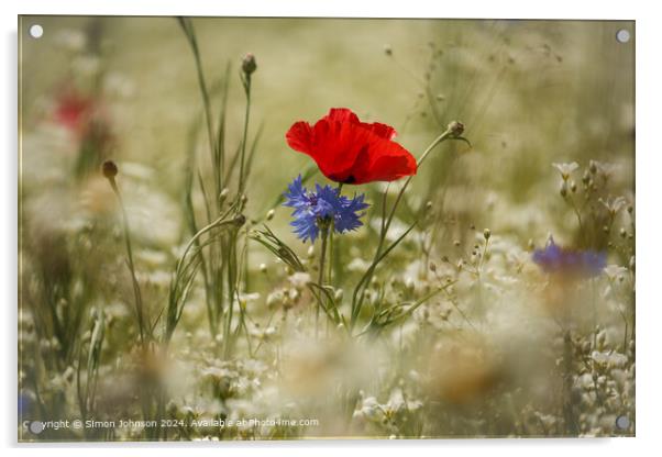 Wind-blown Poppy and Cornflower in the Cotswolds Acrylic by Simon Johnson
