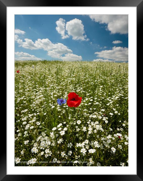 Poppy Meadow in Cotswolds Framed Mounted Print by Simon Johnson