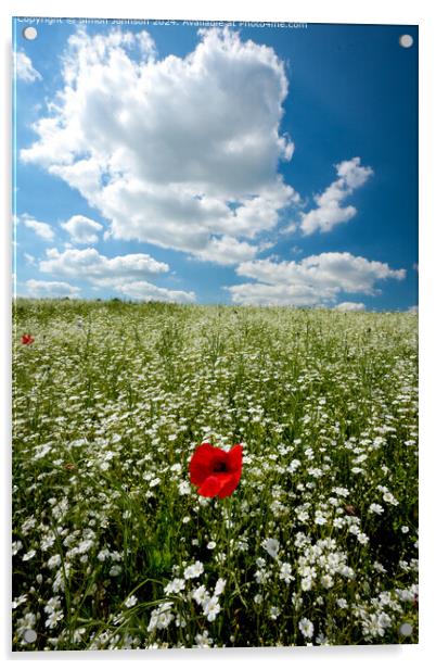 Poppy Wildflower Landscape in Cotswolds Acrylic by Simon Johnson