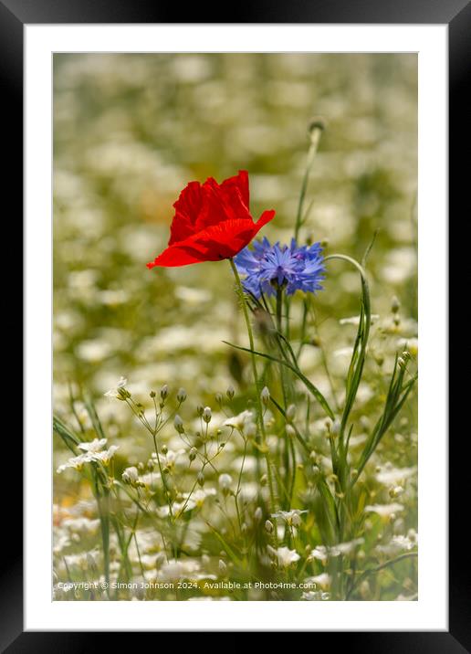 Poppy and Cornflower Meadow, Cotswolds Framed Mounted Print by Simon Johnson