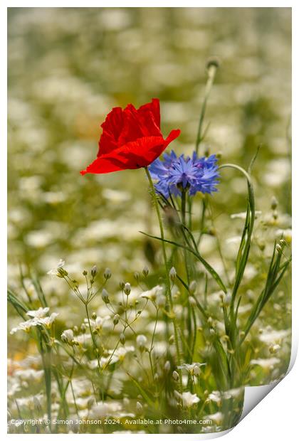 Poppy and Cornflower Meadow, Cotswolds Print by Simon Johnson