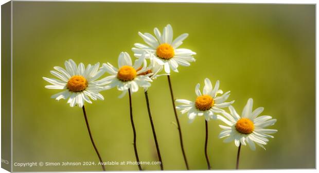 Daisy Flowers Cotswolds: Natural Beauty Canvas Print by Simon Johnson