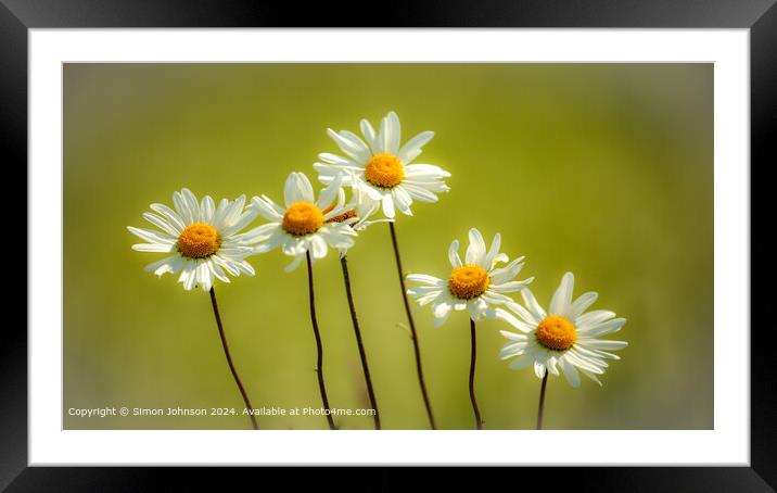Daisy Flowers Cotswolds: Natural Beauty Framed Mounted Print by Simon Johnson
