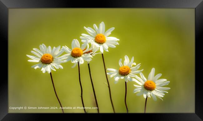 Daisy Flowers Cotswolds: Natural Beauty Framed Print by Simon Johnson