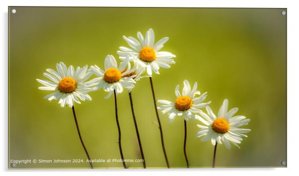 Daisy Flowers Cotswolds: Natural Beauty Acrylic by Simon Johnson