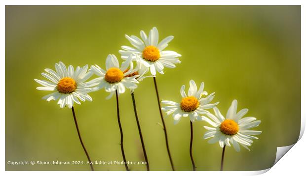 Daisy Flowers Cotswolds: Natural Beauty Print by Simon Johnson