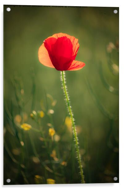 Sunlit Poppys Cotswolds Landscape Acrylic by Simon Johnson