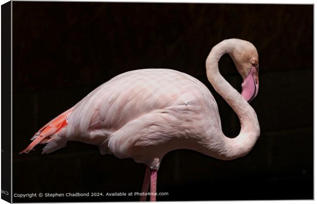 Greater Flamingo Canvas Print by Stephen Chadbond