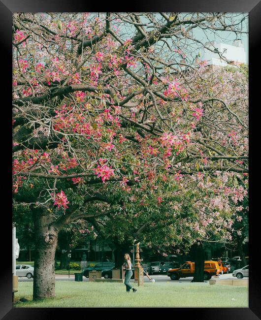 Buenos Aires Park Pink Blossom Framed Print by YUNCHAN JEONG