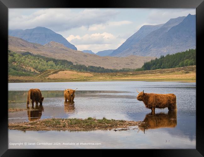 Highland Cattle on the NC500 Framed Print by Janet Carmichael