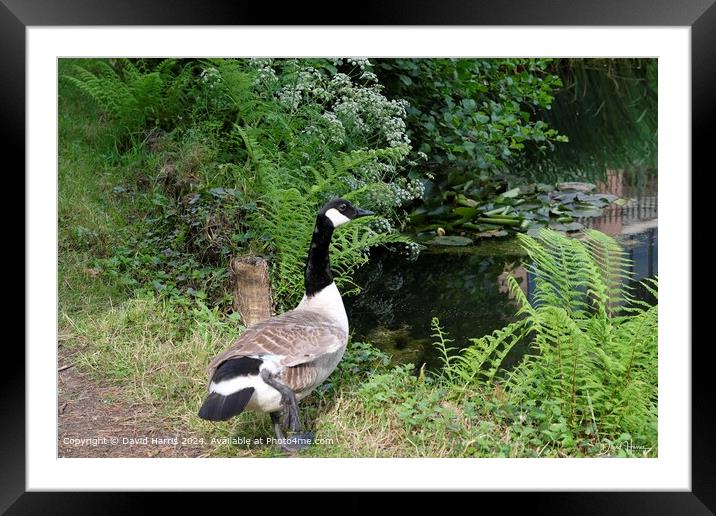 Canada Goose Framed Mounted Print by David Harris
