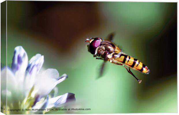 Macro Hoverfly Canvas Print by Tom McPherson