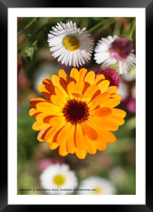 Bright Orange Flora Framed Mounted Print by Ray Putley