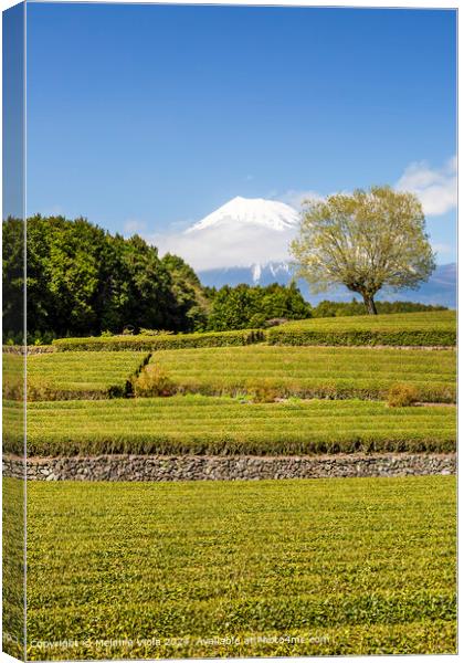 Idyllic Obuchi tea plantation with Mount Fuji  Canvas Print by Melanie Viola
