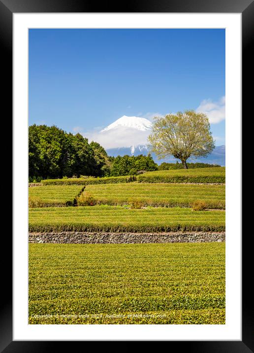 Idyllic Obuchi tea plantation with Mount Fuji  Framed Mounted Print by Melanie Viola