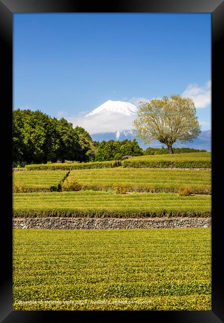 Idyllic Obuchi tea plantation with Mount Fuji  Framed Print by Melanie Viola