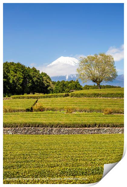Idyllic Obuchi tea plantation with Mount Fuji  Print by Melanie Viola