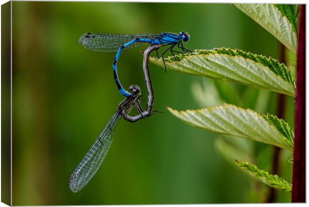 Colourful Dragonfly Mating Dance Canvas Print by David French