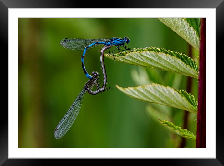 Colourful Dragonfly Mating Dance Framed Mounted Print by David French