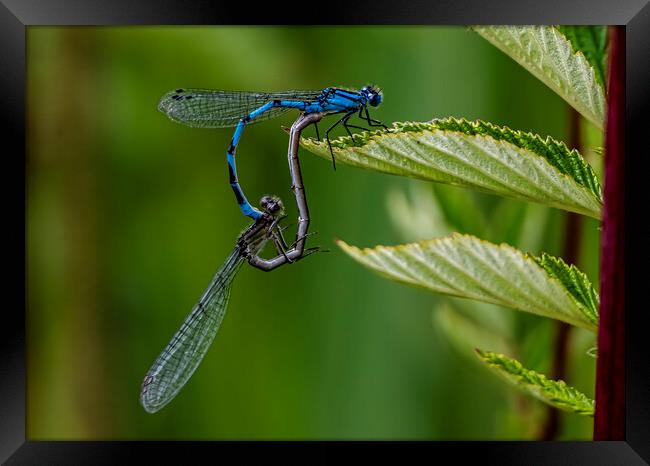 Colourful Dragonfly Mating Dance Framed Print by David French