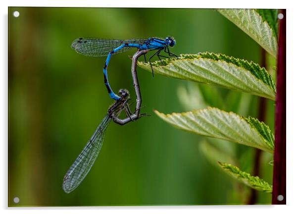 Colourful Dragonfly Mating Dance Acrylic by David French