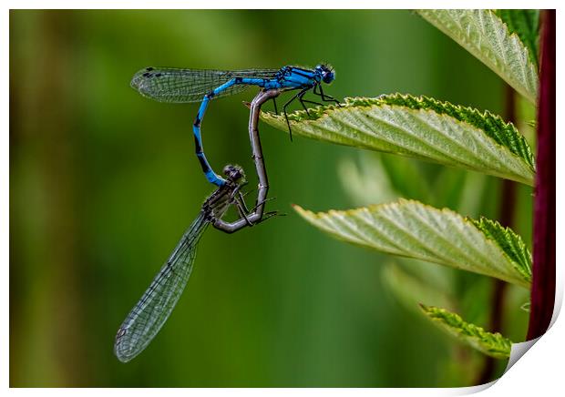 Colourful Dragonfly Mating Dance Print by David French
