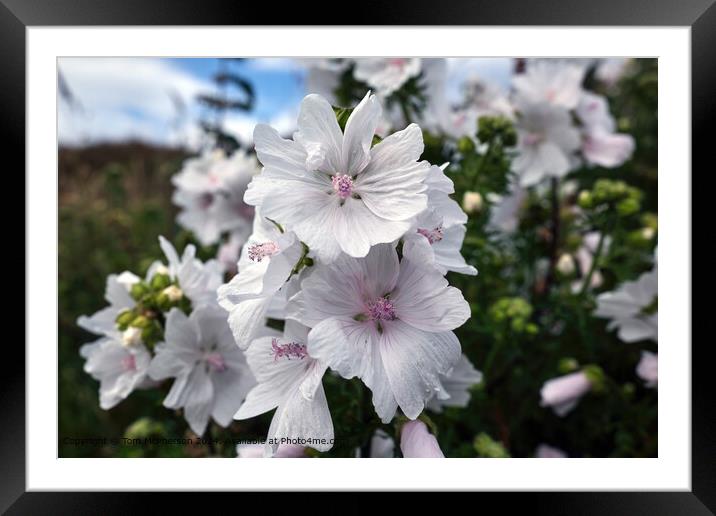Musk Mallow Pink Saucer Framed Mounted Print by Tom McPherson