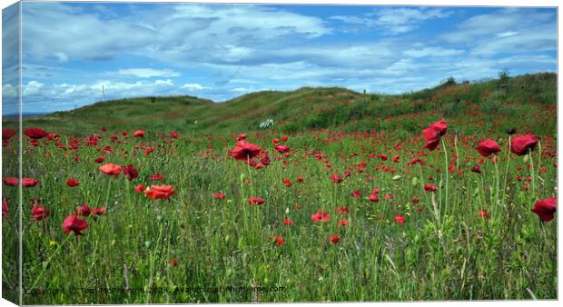 Vibrant Poppies in Sunlight Canvas Print by Tom McPherson